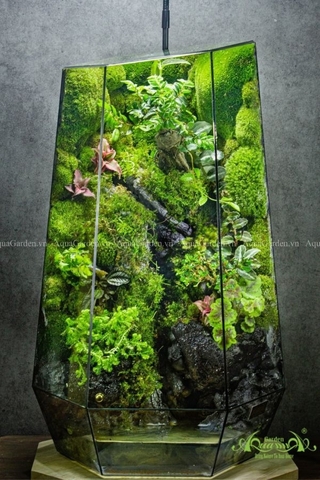 Terrarium sống được bao lâu? Các yếu tố quan trọng cần chú ý khi chăm sóc