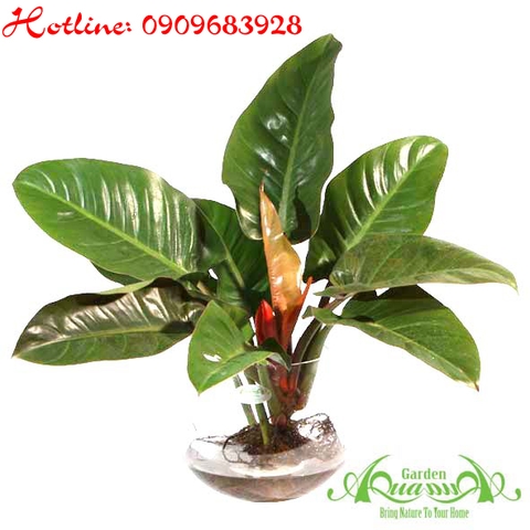 ĐẾ VƯƠNG ĐỎ - CÂY THỦY CANH