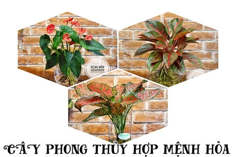CHỌN CÂY PHONG THỦY HỢP MỆNH - HỎA