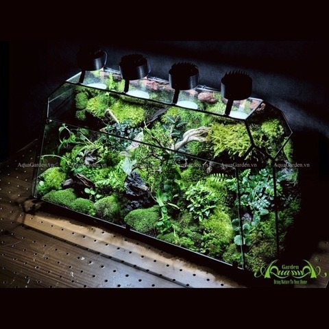 Những lưu ý giúp Bạn chăm sóc chiếc Terrarium của mình khi bước vào mùa hè_mùa nắng nóng