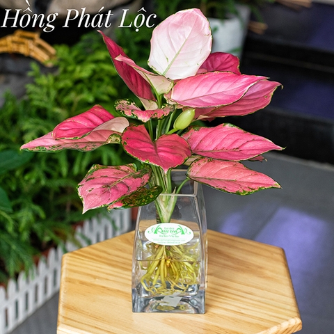 HỒNG PHÁT LỘC - CÂY THỦY CANH