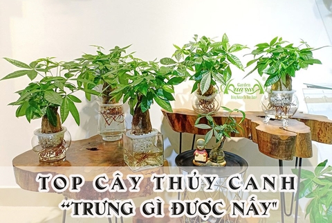 TOP CÂY THỦY CANH TRƯNG GÌ ĐƯỢC NẤY