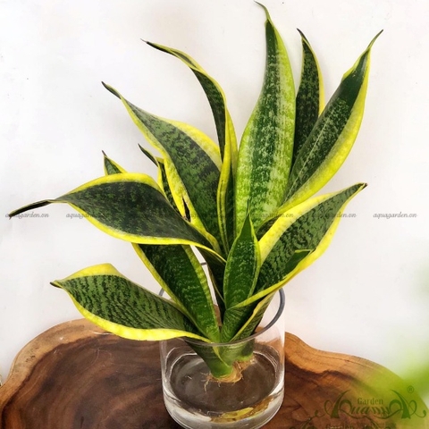 LƯỠI HỔ - CÂY THỦY CANH