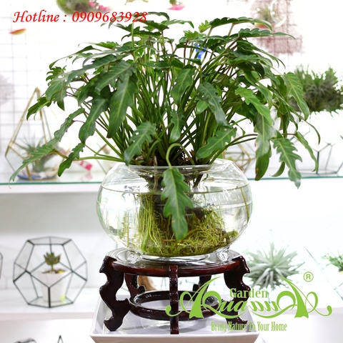 LÁ KHÍA - CÂY THỦY CANH