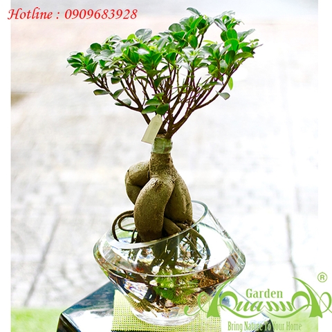 SÂM NHUNG - CÂY THỦY CANH