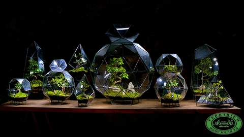 Tiểu Cảnh Terrarium