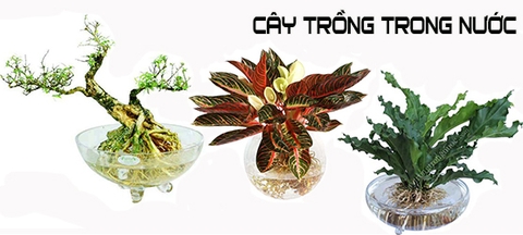 Tìm hiểu về Cây Trồng Trong Nước 