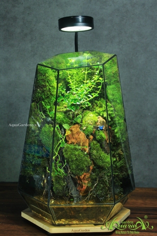 ƯU - NHƯỢC ĐIỂM CỦA BOX TERRARIUM PHIÊN BẢN VIỀN KIM LOẠI VÀ PHIÊN BẢN VIỀN SILICOL