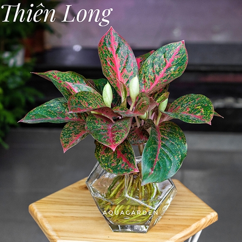 THIÊN LONG - CÂY THỦY CANH