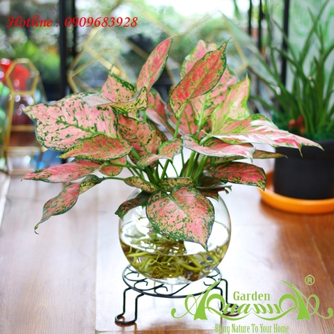 Bạn đã biết đến CÂY TRỒNG TRONG NƯỚC (CÂY THỦY CANH) hay chưa ?