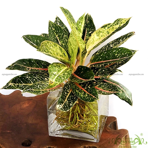 CUNG ĐIỆN VÀNG - CÂY THỦY CANH