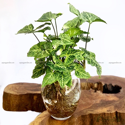 MÔN HỢP QUẢ - CÂY THỦY CANH