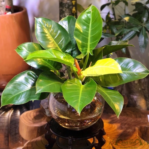 GIẢI MÃ CÁC SỰ THẬT VỀ CÂY ĐẾ VƯƠNG