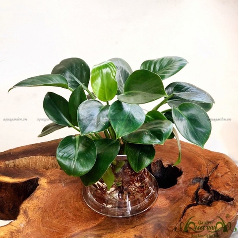 ĐẾ VƯƠNG XANH - CÂY THỦY CANH