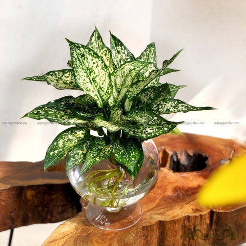 NGỌC NGÂN - CÂY THỦY CANH