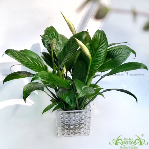 LAN Ý - CÂY THỦY CANH