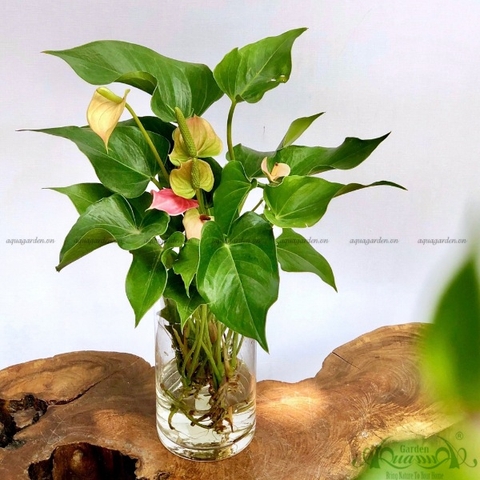 HỒNG MÔN - CÂY THỦY CANH