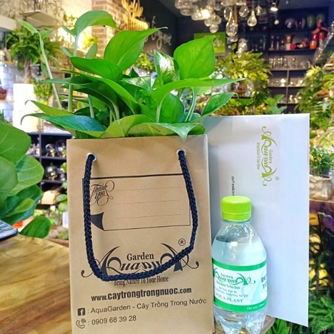 TRẦU BÀ - CÂY THỦY CANH