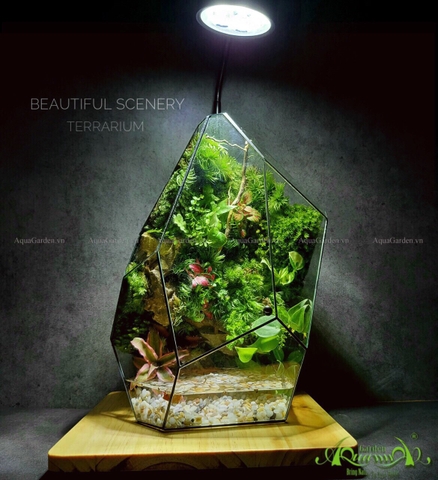 TERRARIUM KÍN - CLOSED TERRARIUMS