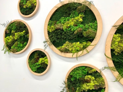 RÊU TUẦN LỘC CÓ BAO NHIÊU MÀU?