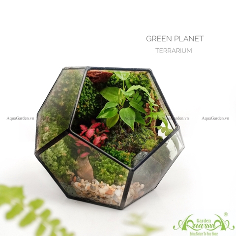 TERRARIUM NÀO PHÙ HỢP VỚI NGƯỜI LÀM VĂN PHÒNG