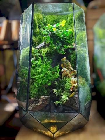 DIY – HƯỚNG DẪN CHI TIẾT TỰ LÀM TERRARIUM ĐƠN GIẢN TẠI NHÀ