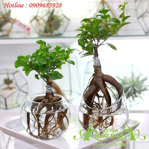 CÂY HỢP MỆNH MỘC Cây Phong Thủy Hợp Ngũ Hành Kim Thủy Mộc Hỏa Thổ