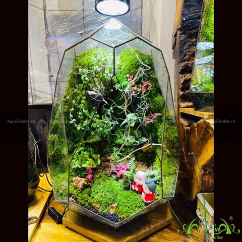 Terrarium 242 - Ông Bà Anh