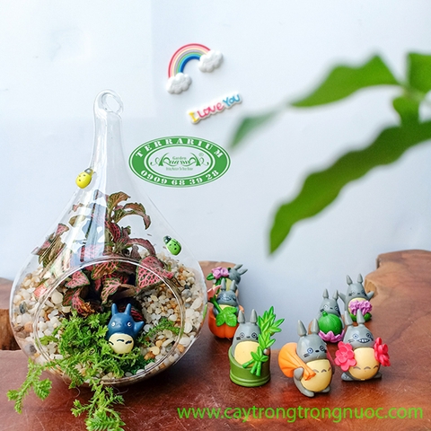 Terrarium 77 - Ngộ Nghĩnh Cùng Toroto