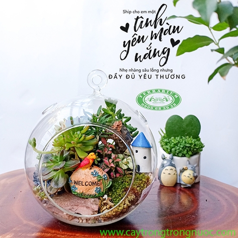 Terrarium 71 - Tình Yêu Màu Nắng