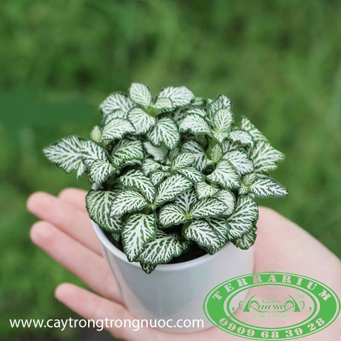Lá May Mắn Trắng - Cây Trồng Terrarium AquaGarden