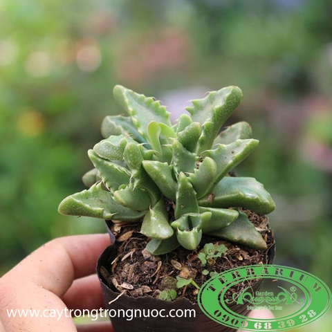 Hàm Cá Sấu  - Sen Đá AquaGarden