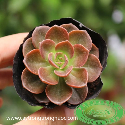 Nhật Nguyệt - Sen Đá AquaGarden