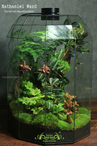 Terrarium 280 - Nathaniel Ward