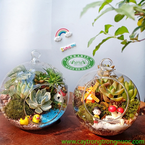 Terrarium 75 - Nắng Hạ