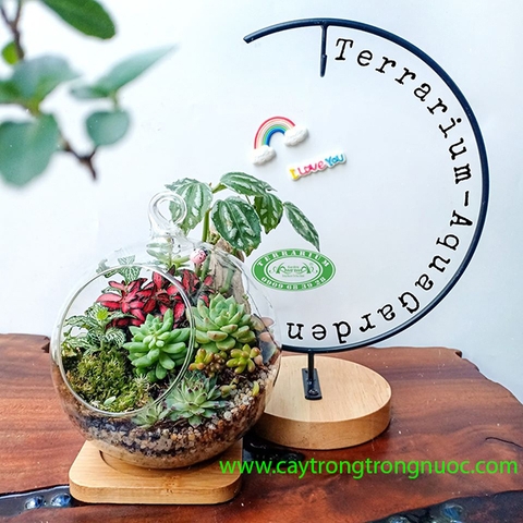 Terrarium 81 - Sức Sống Mới