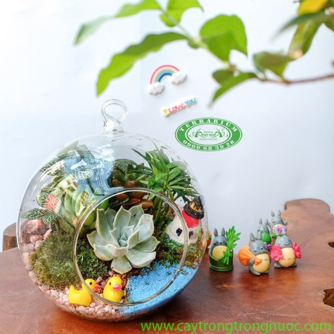 Terrarium 74 - Chiều Xuân