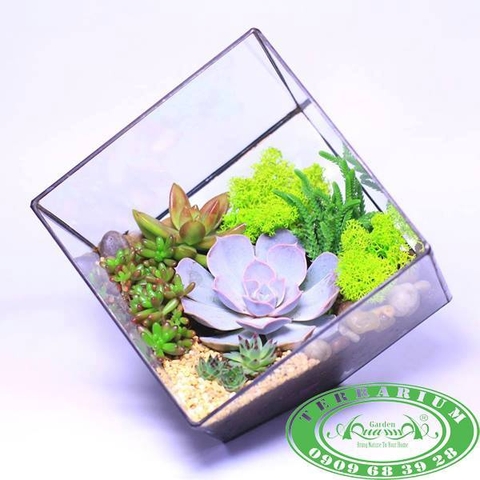 Terrarium 48 - Sen Tâm