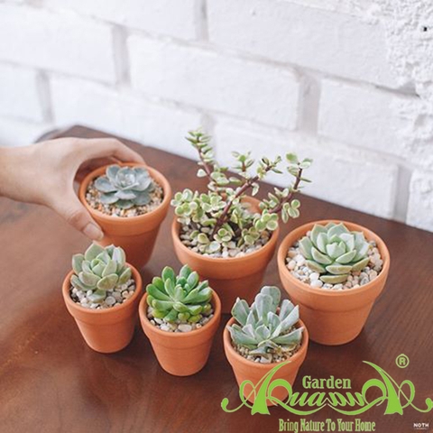 Gốm Đất Nung - Gốm AquaGarden