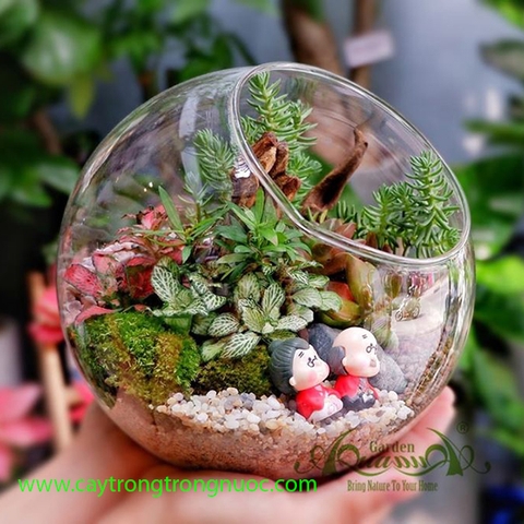 Terrarium 84 - Thanh Xuân Của Chúng Ta