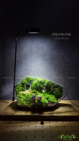 Terrarium 211 - Dreamland
