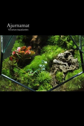 Terrarium 264 - Ajurnamat