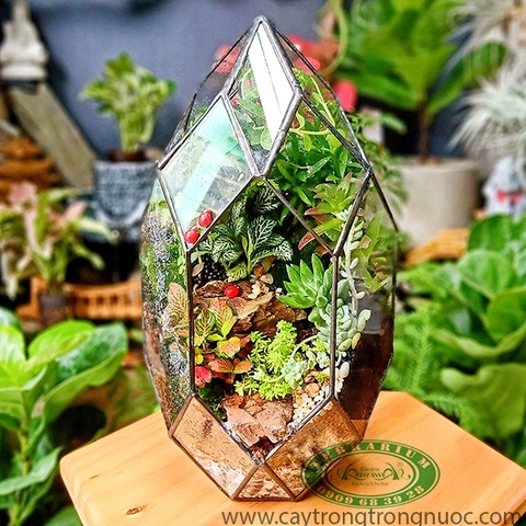 Terrarium 67 - Tầng Xanh Đa Giác