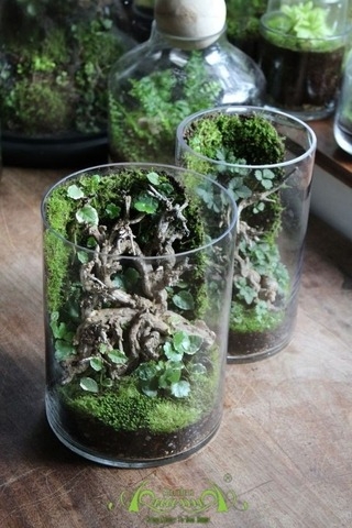 Terrarium 302 - Starlight