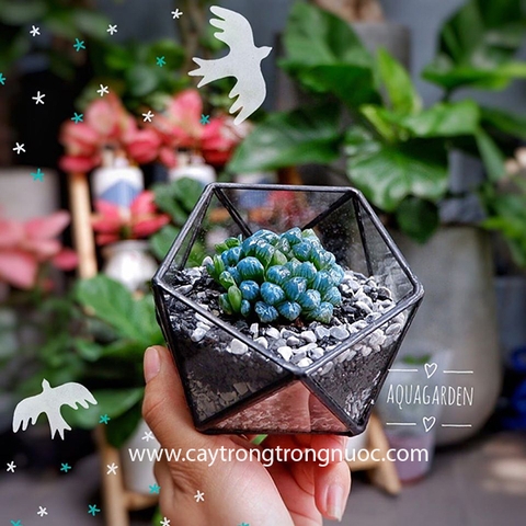 Terrarium 86 - Khối Kim Cương