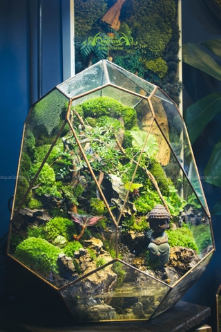 Terrarium 262 - Phúc