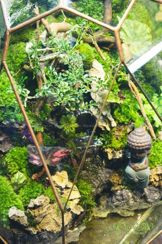 Terrarium 262 - Phúc