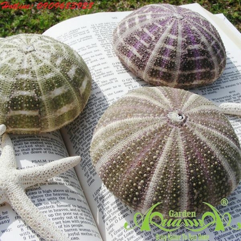 Sứa_01 - Phụ Kiện AquaGarden