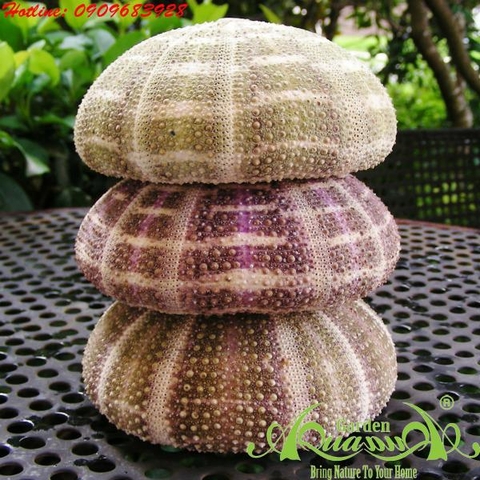 Sứa_01 - Phụ Kiện AquaGarden