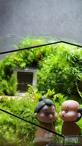 Terrarium 211 - Dreamland